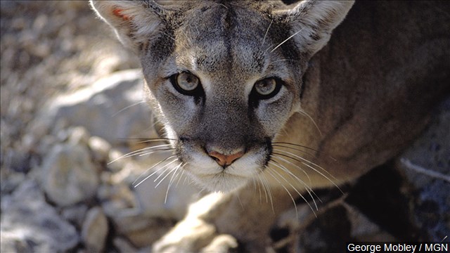 Mom pried son's head from mountain lion's mouth