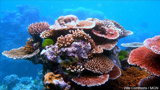 Damage to Great Barrier Reef costs ship owner $30 million