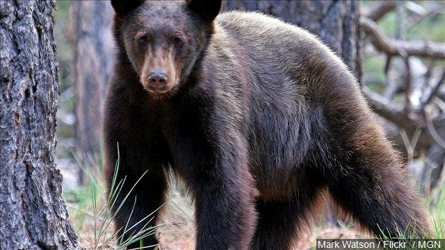 Bear attacks woman running marathon in New Mexico
