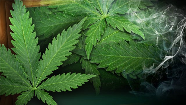 Police: Man died while unloading $12 million in marijuana