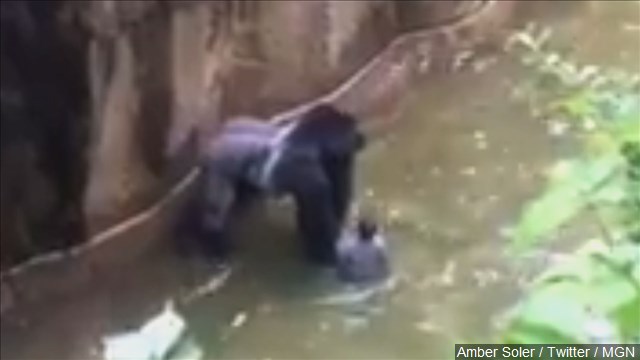 Ohio prosecutor reviews Cincinnati Zoo case