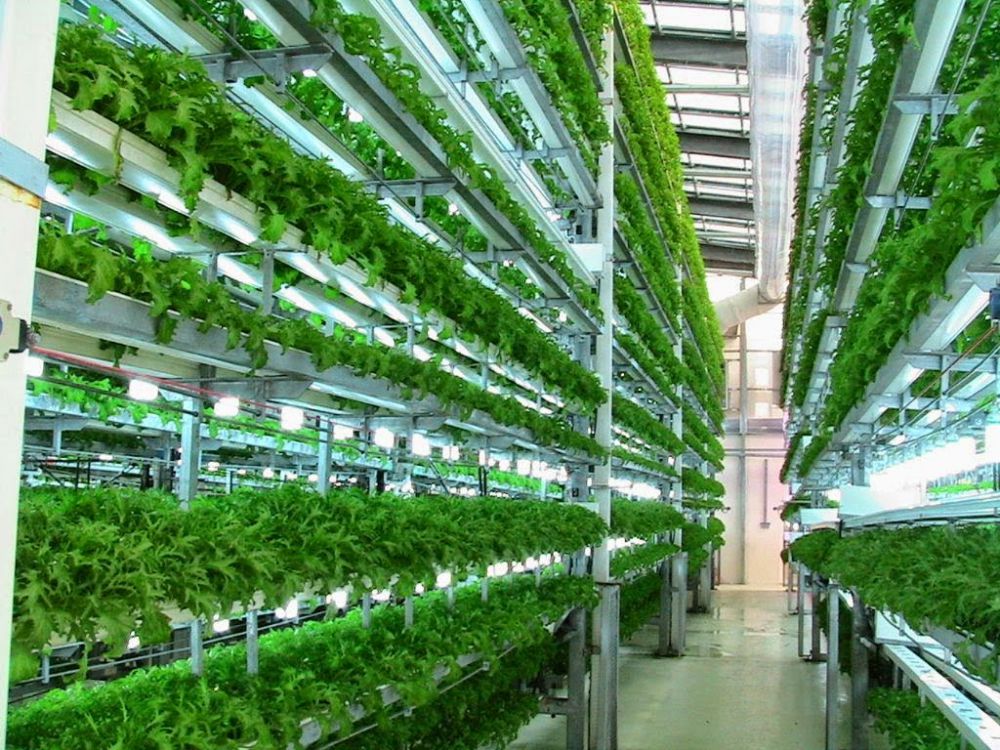 Southern Ag Center researchers look to vertical farms