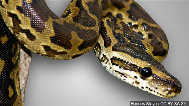 8-year-old bitten by boa constrictor he was trying to pet