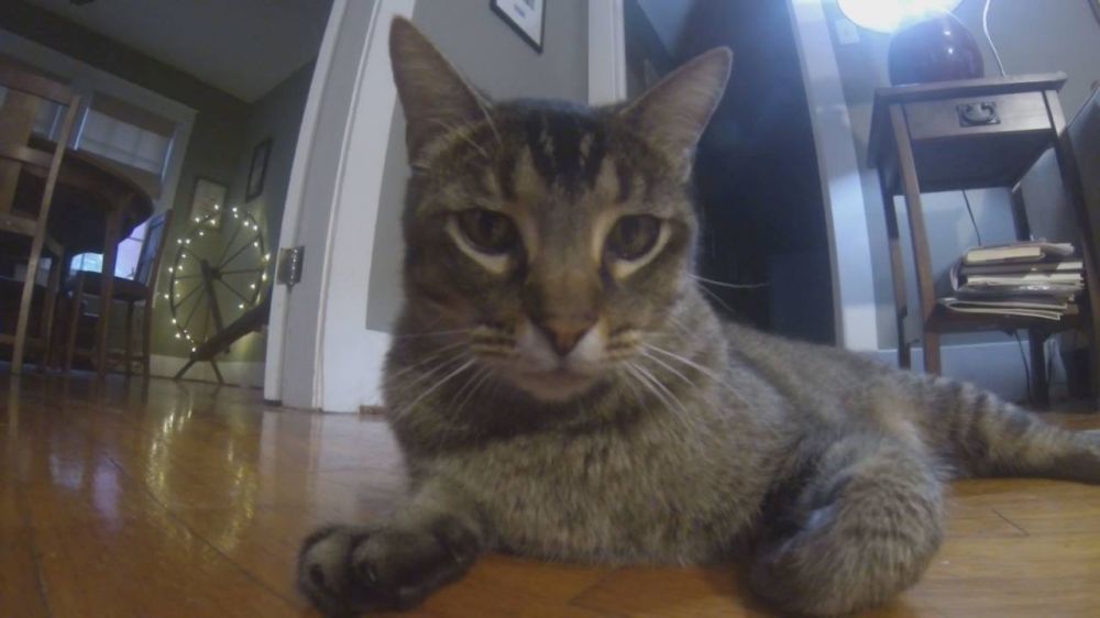 Mid City residents say something's attacking their cats