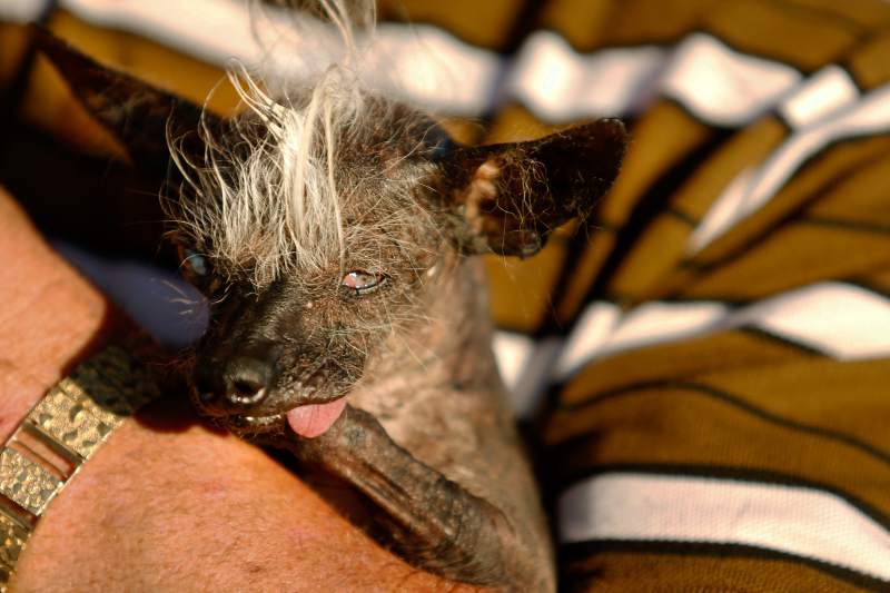 Blind dog with oozing sore wins World's Ugliest Dog contest