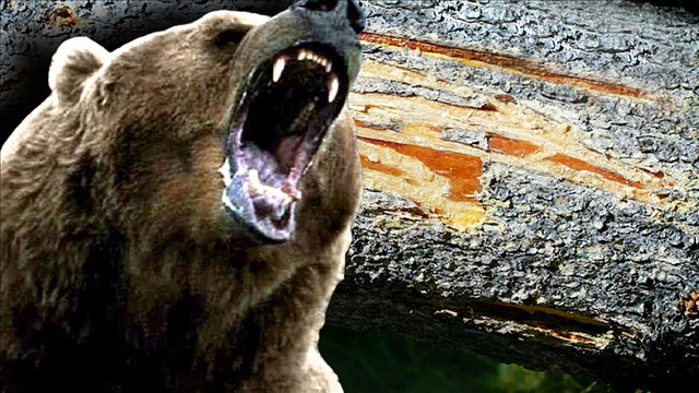 Sheriff: Grizzly kills bicyclist near Glacier National Park
