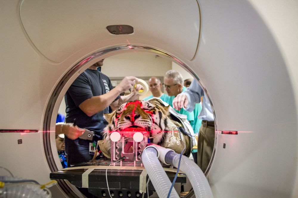 Mike VI's lead cancer doctor says treatments at Cancer Center finished