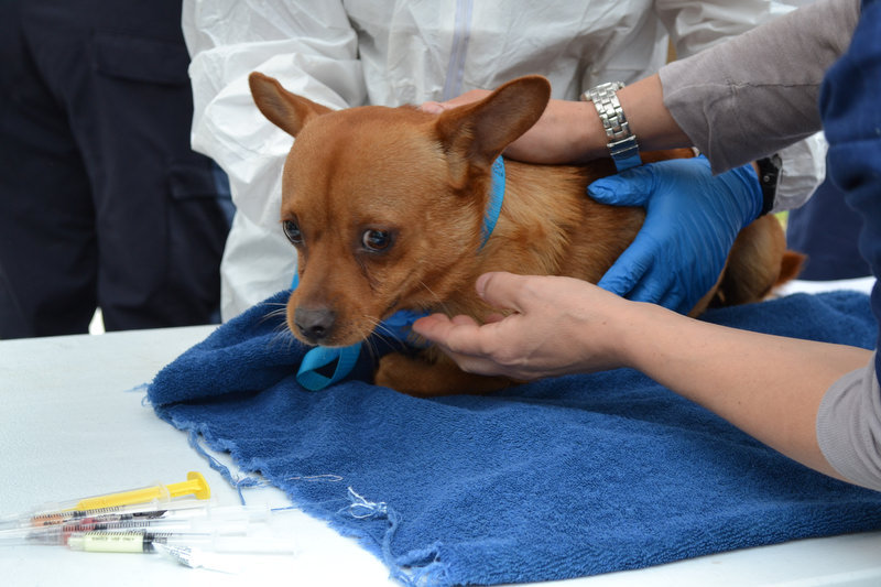 New Jersey couple face charges after 276 dogs found in home