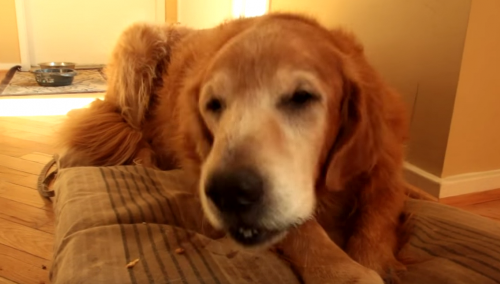 Dog owner uses old tennis shoe to create prosthetic paw