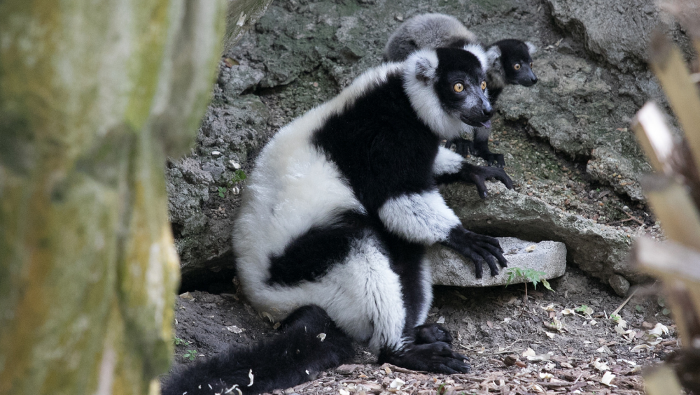 Audubon Zoo welcomes pair of baby lemurs