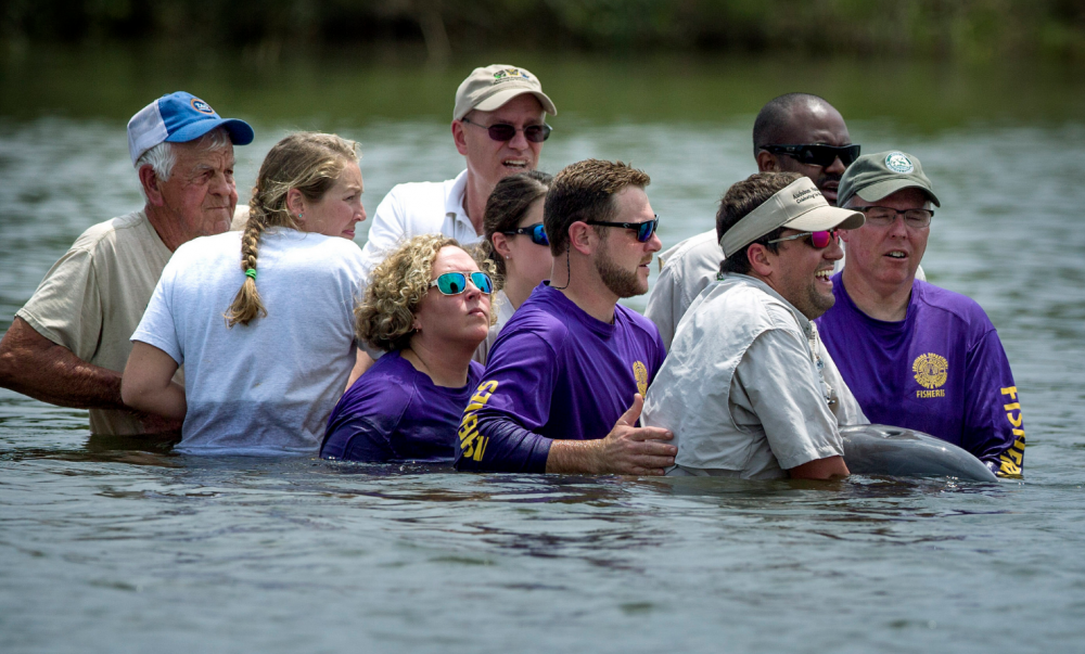 First dolphin rescued and released near Grand Isle thriving in the wild