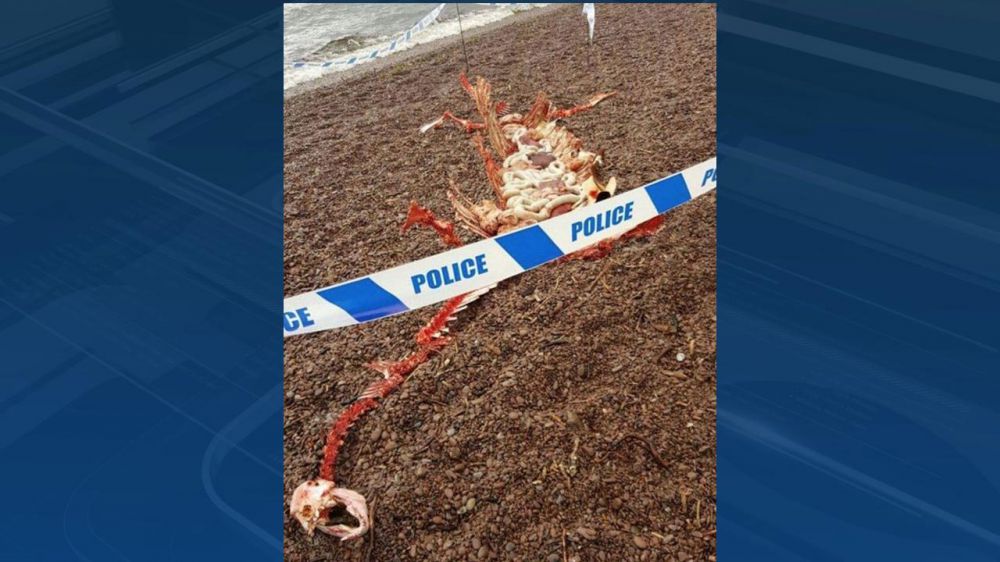 'Remains' of Loch Ness monster wash ashore in Scotland