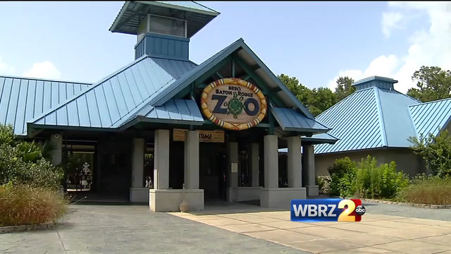 Bear at BR Zoo diagnosed with cancer