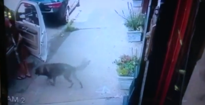 Thieves stealing laptop possibly saved dog's life