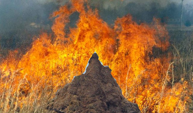 It's so hot in New York that manure is bursting into flames