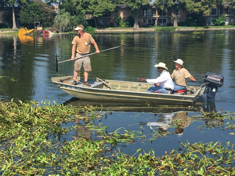 Lake Crest in final stages of hyacinth clean-up
