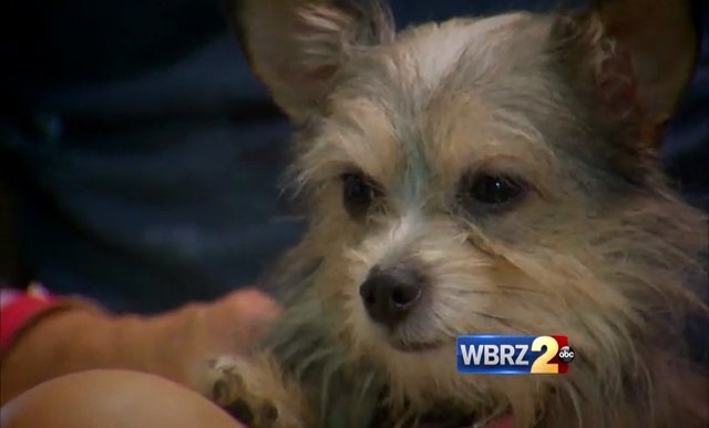 Southern University AG Center to host wellness clinic for animals affected by flood