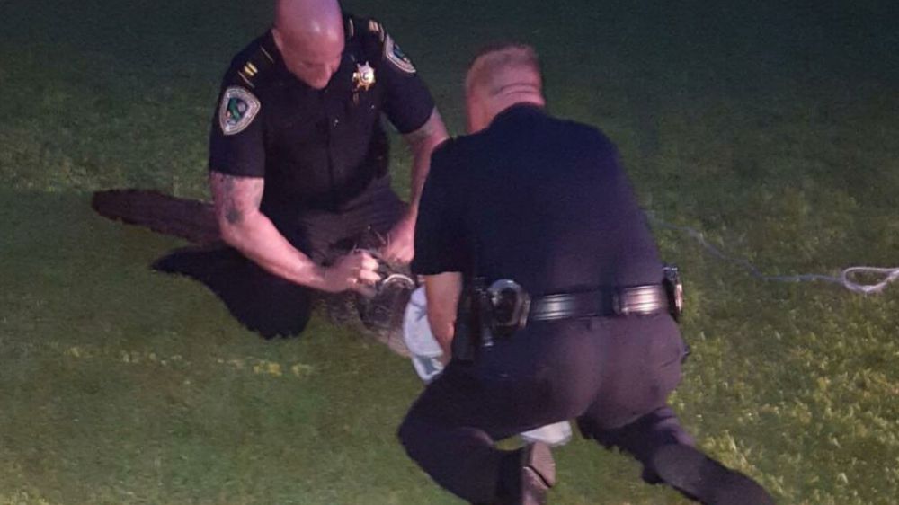Deputies apprehend gator in subdivision front yard