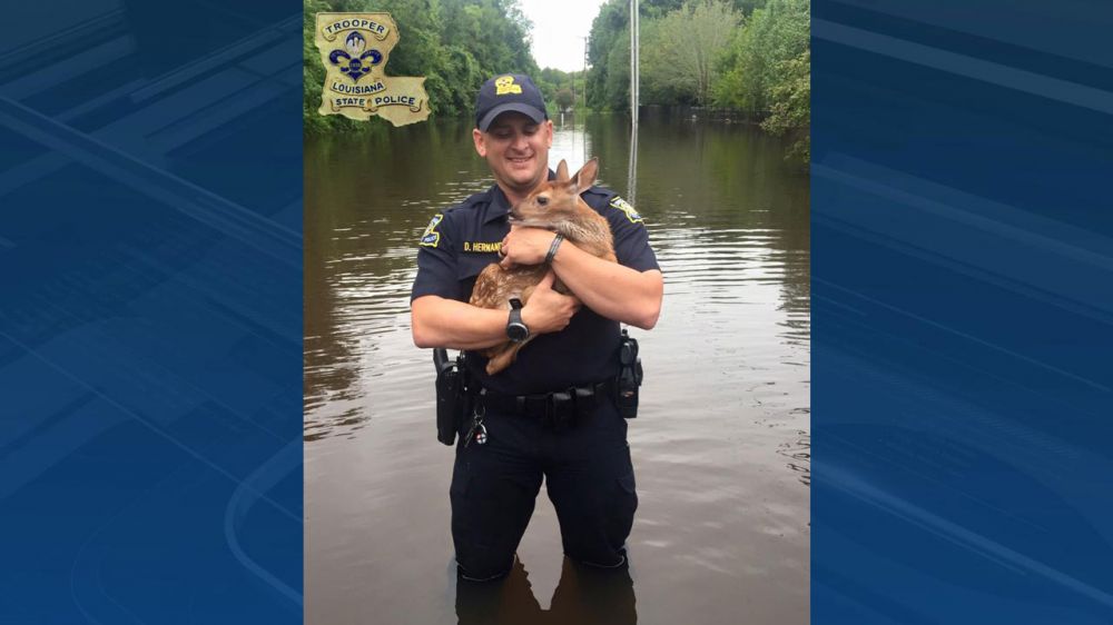 Trooper comes to rescue of fawn trapped in flooded apartment complex