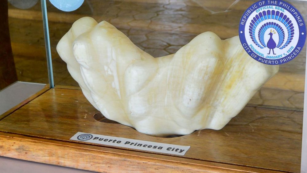 For 10 Years, possible world's largest pearl was hidden under bed