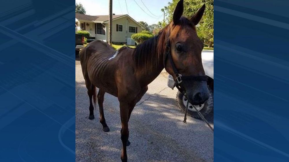 Alabama horse sanctuary to shelter horses caught in flood