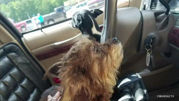 Dogs crash car into Walmart after owner leaves them inside