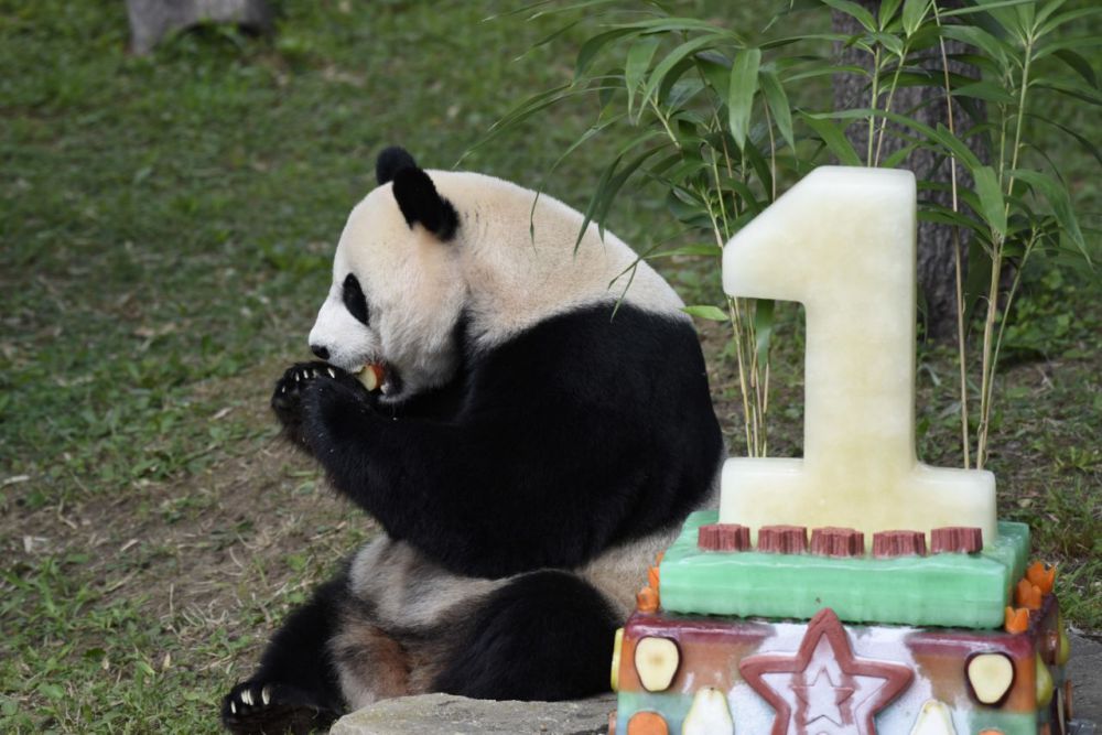 National Zoo hosts sweet birthday bash for panda cub Bei Bei