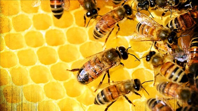Survey finds US honeybee losses improve from horrible to bad