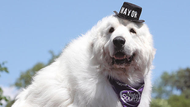 Canine candidate re-elected Minnesota town mayor