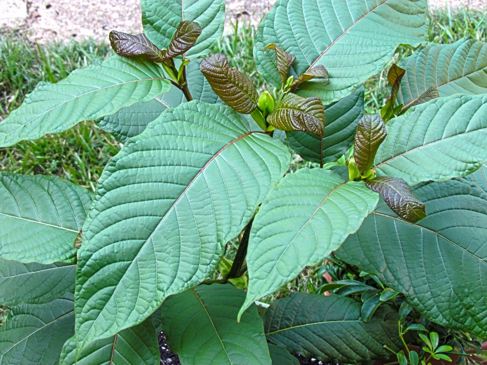 DEA announces intent to schedule kratom
