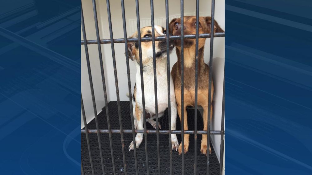 Animal rescue is underway, but help is needed