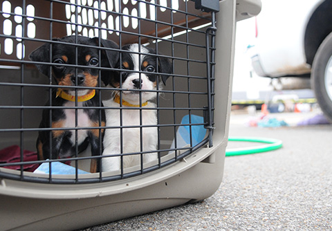 Humane Society of the United States assists Louisiana animals, residents