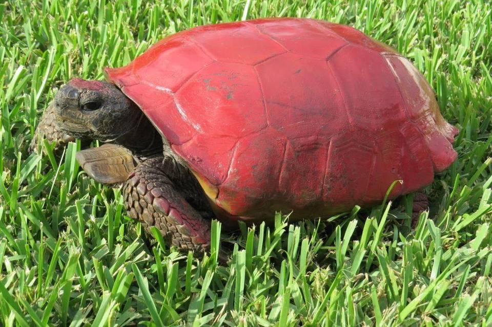 Wildlife officials: Stop painting shells of Florida turtles