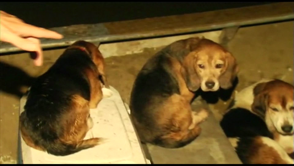 Rescuers look to track down St. Amant beagle owner