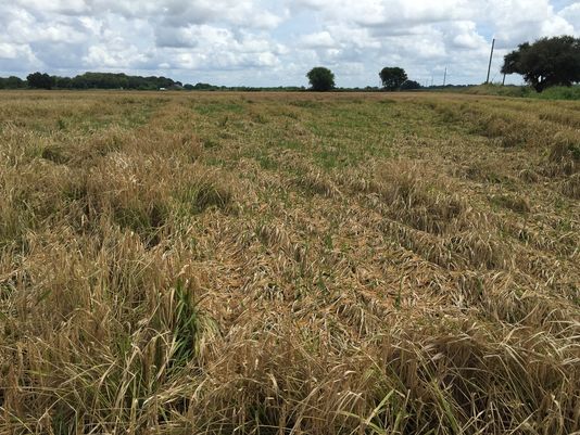 Flooding damage to Louisiana agriculture pegged at $277M