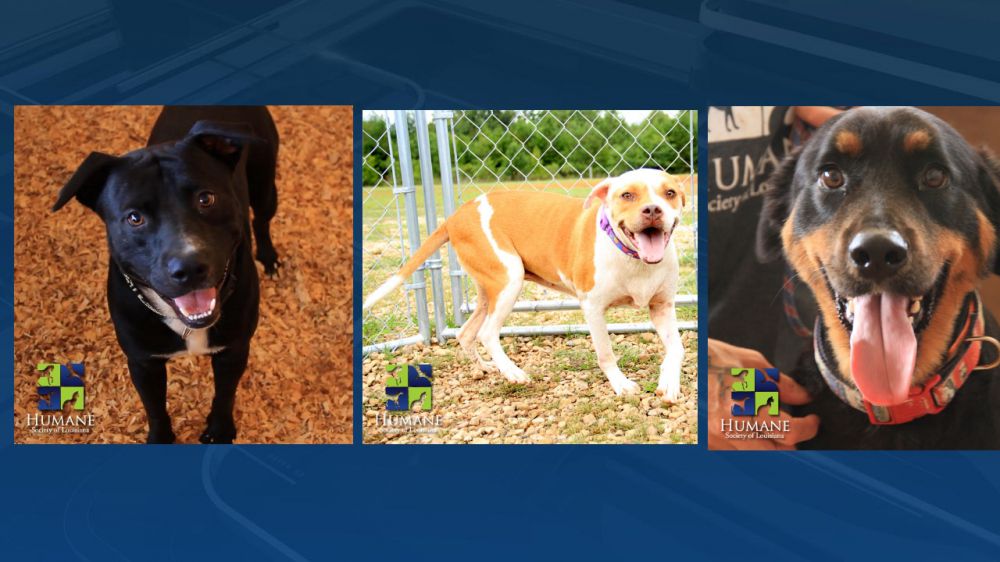 Humane Society of Louisiana animal hold to expire next week