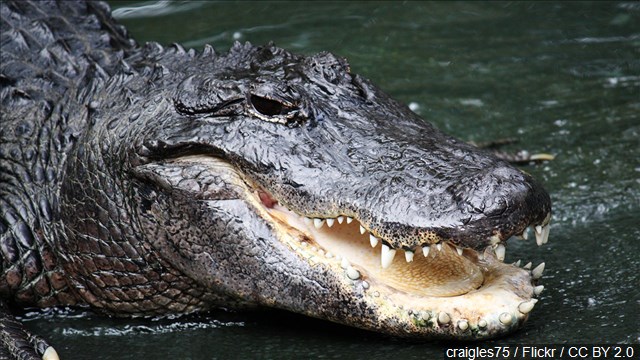 Alligator season opens to low prices