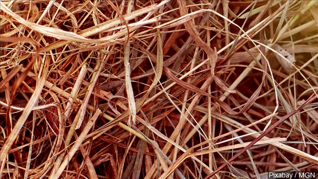 Drought grips southern states, parches ground, withers crops