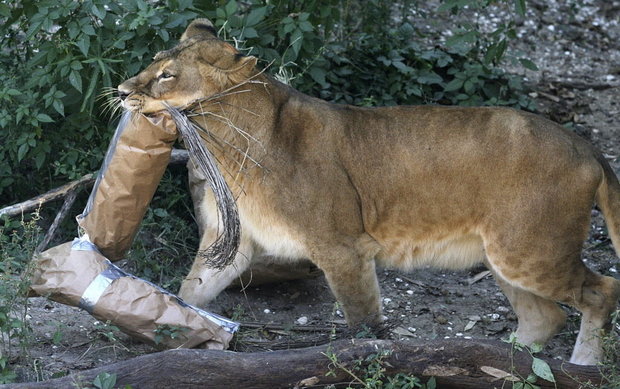 $5M gift will bring lions back to New Orleans' Audubon Zoo