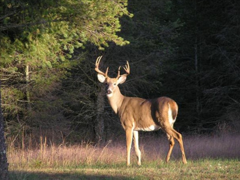 Louisiana deer carcass ban delayed till after hunting season