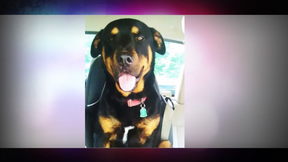 Dog trained in sign language missing after break-in