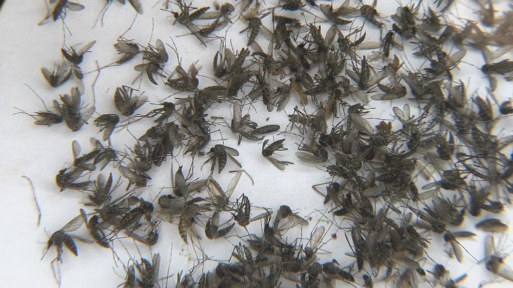 Officials to give away mosquito traps to flood victims