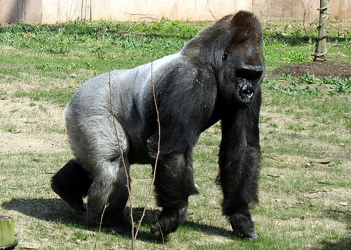 Eastern gorilla gets added to critically endangered list