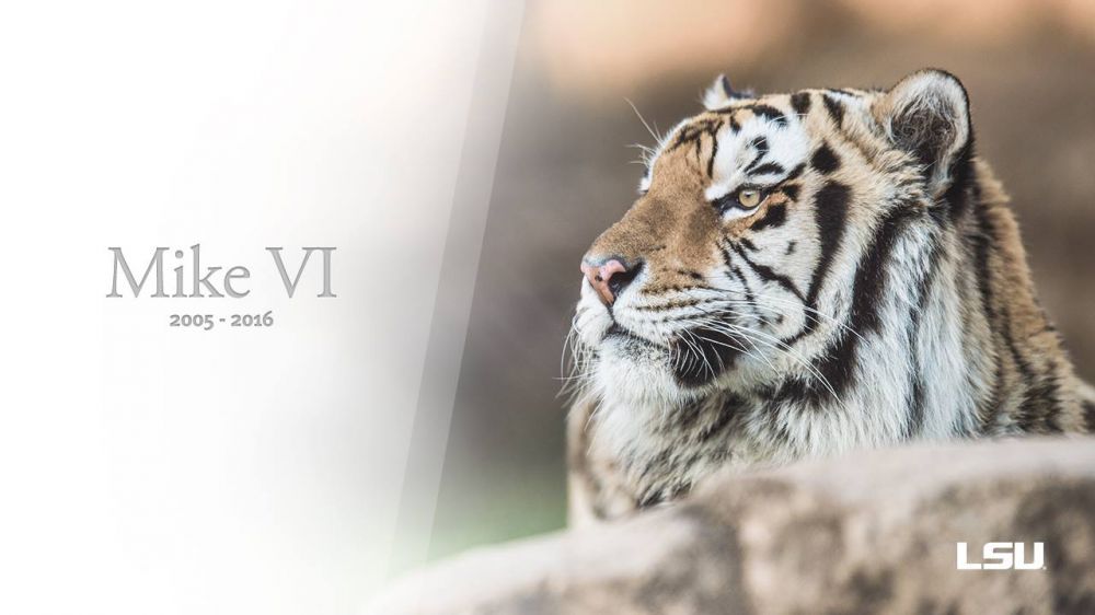 Vet says he kept promise to not let Mike VI suffer