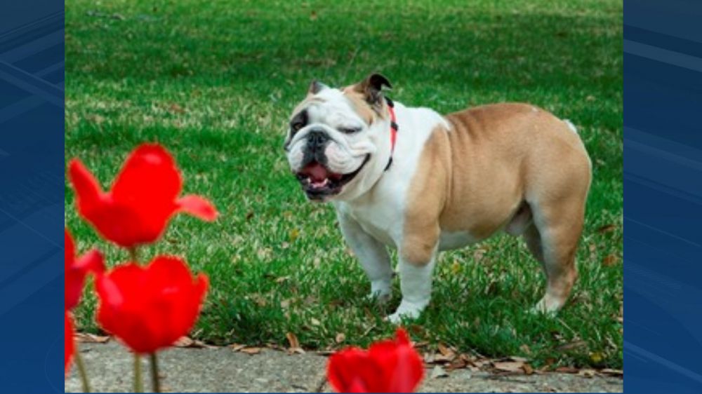 La. Tech's live mascot retires