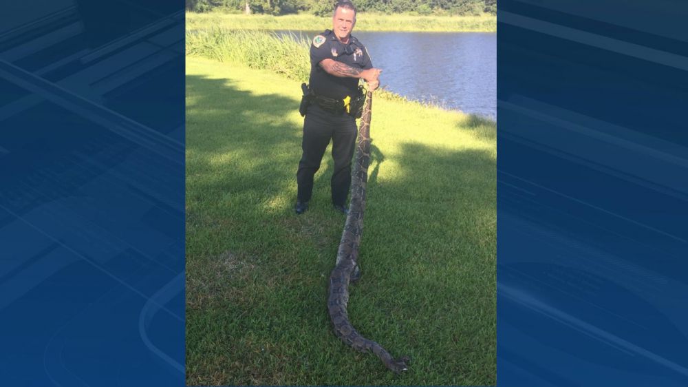 Mower runs over 9-foot boa constrictor in Plaquemines Parish