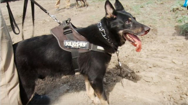 North Dakota Pipeline security guards weren't licensed