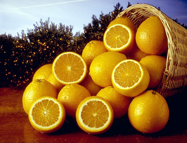 Bacterial disease that plagues citrus found in Plaquemines
