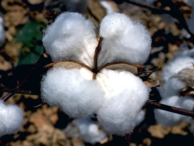 LSU AgCenter: Louisiana cotton crop disappointing