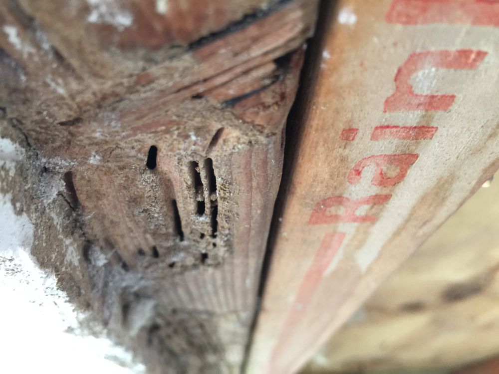 Pest control company mix-up solved by 2 On Your Side